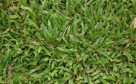 Cow grass close-up