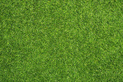 Close-up of fresh, lush green grass