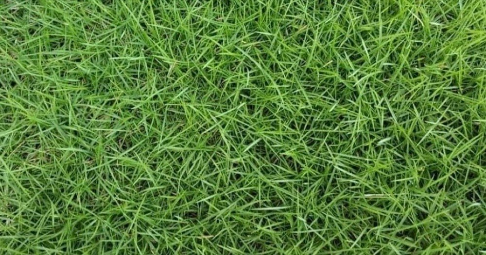 Japanese grass close-up