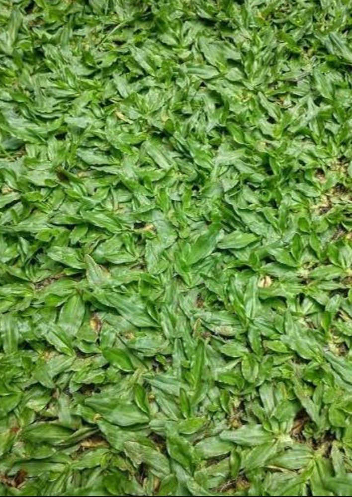 Pearl grass close-up