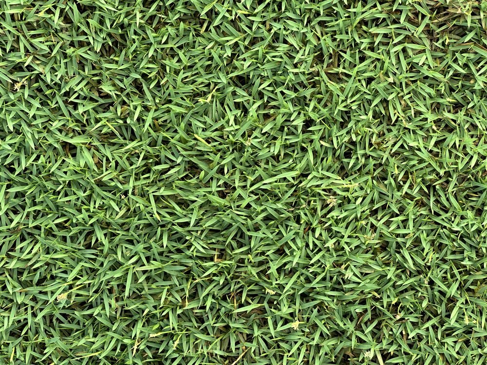 Philippine grass close-up